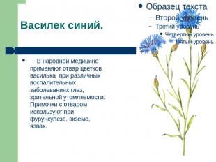Василек синий.&nbsp;&nbsp;&nbsp; В народной медицине применяют отвар цветков вас