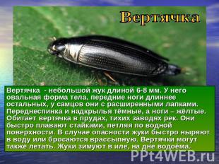 Вертячка - небольшой жук длиной 6-8 мм. У него овальная форма тела, передние ног