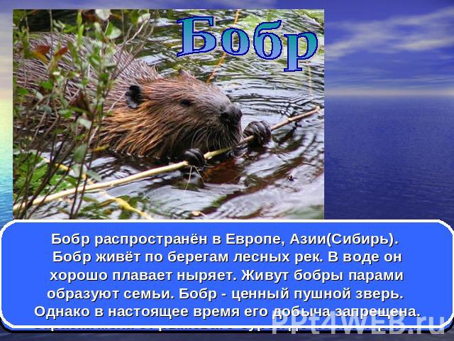 Бобр Бобр распространён в Европе, Азии(Сибирь). Бобр живёт по берегам лесных рек. В воде он хорошо плавает ныряет. Живут бобры парами образуют семьи. Бобр - ценный пушной зверь. Однако в настоящее время его добыча запрещена.