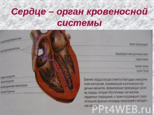 Сердце – орган кровеносной системы