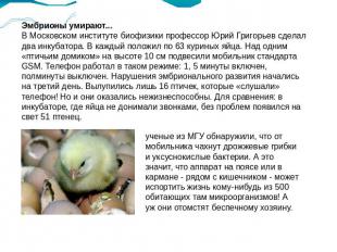 Эмбрионы умирают...В Московском институте биофизики профессор Юрий Григорьев сде