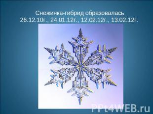 Снежинка-гибрид образовалась 26.12.10г., 24.01.12г., 12.02.12г., 13.02.12г.