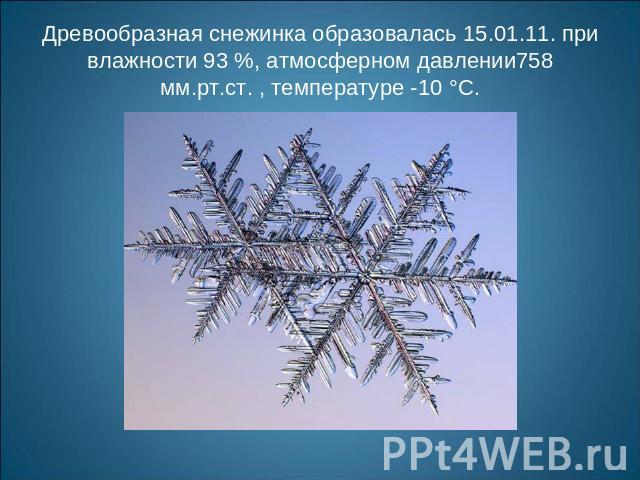 Древообразная снежинка образовалась 15.01.11. при влажности 93 %, атмосферном давлении758 мм.рт.ст. , температуре -10 °С.
