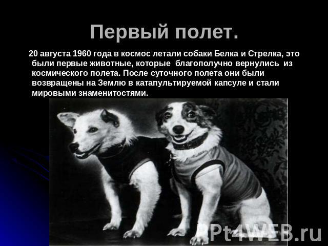 Первый полет. 20 августа 1960 года в космос летали собаки Белка и Стрелка, это были первые животные, которые благополучно вернулись из космического полета. После суточного полета они были возвращены на Землю в катапультируемой капсуле и стали мировы…