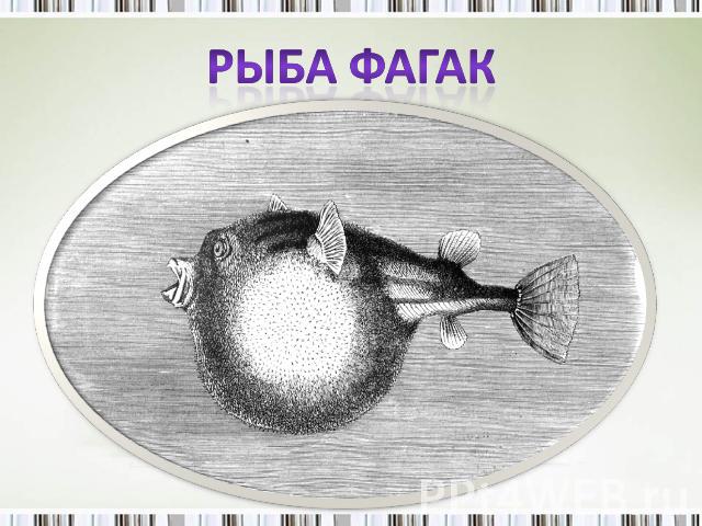Рыба фагак