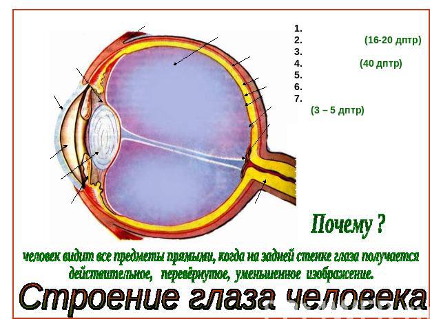 Передняя камераХрусталик (16-20 дптр)Радужная оболочкаРоговица (40 дптр)Связки хрусталикаМышцы глазаСтекловидное тело (3 – 5 дптр)8. Белочная оболочка9. Сосудистая оболочка10. Пигментный слой11. Сетчатка12. Жёлтое пятно13. Слепое пятно 14. Зрительны…